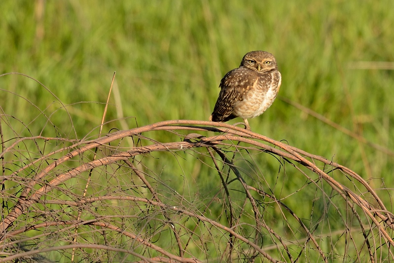 Click to open Day 9: Hotel Bourbon Atibaia, Atibaia <a href="/trips/salesopolis-2014/biota/animalia/chordata/aves/031 strigiformes/002 strigidae/athene cunicularia/athene cunicularia-en.html">Athene cunicularia</a> / Burrowing owl / Holenuil